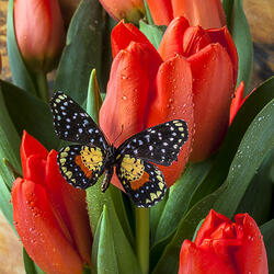Пазл: Бабочка на букете тюльпанов
