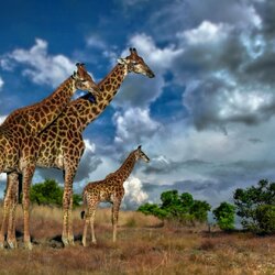 Пазл: Семья жирафов