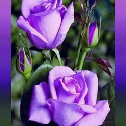Пазл: Розы фиолетовые