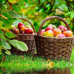 Пазл: Урожай яблок