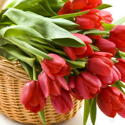Пазл: Охапка тюльпанов