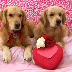 Пазл: С подарком