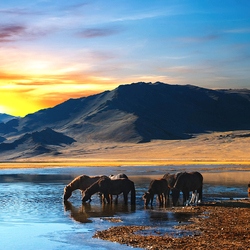 Пазл: Водопой