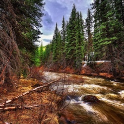 Пазл: Лесной покой