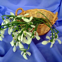 Пазл: Подснежники