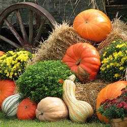 Пазл: Тыквы и хризантемы