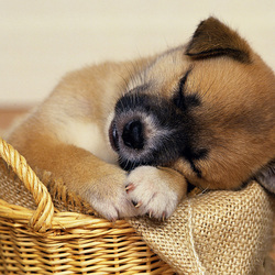 Пазл: Сладких снов