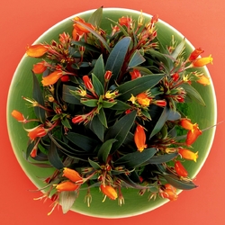 Пазл: Тарелка с цветами