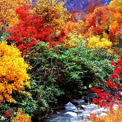 Пазл: Как говорила роща золотая...