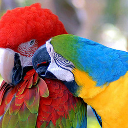 Пазл: Попугаи