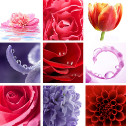 Пазл: Прекрасные цветы