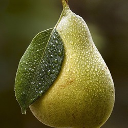 Пазл: Спелая груша