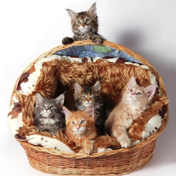 Пазл: Корзинка котят