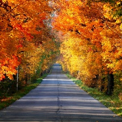Пазл: Дорога в осень