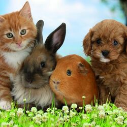 Пазл: Зверята