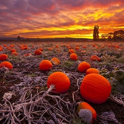 Пазл: Тыквенное поле