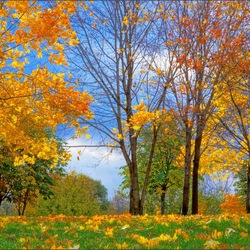 Пазл: Листопад