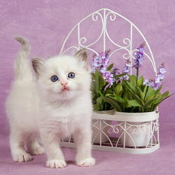 Пазл: Голубоглазый