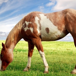 Пазл: Лошадь