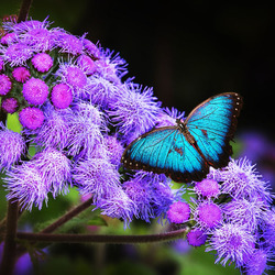 Пазл: Бабочка