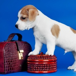 Пазл: Можно и уезжать