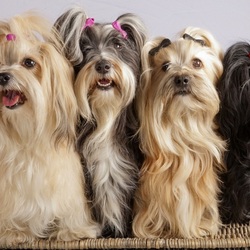 Пазл: Гаванские бишоны