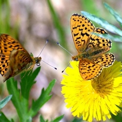 Пазл: Бабочки