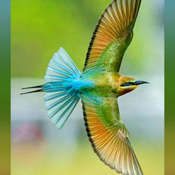 Пазл: Синехвостая щурка