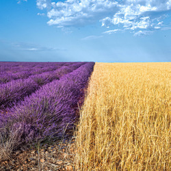 Пазл: Лавандовое поле и пшеница