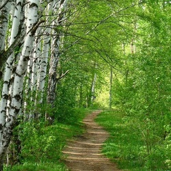 Пазл: Дорога вдоль берёзовой рощи