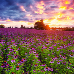 Пазл: Закат в цветочном поле