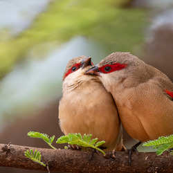 Пазл: Парочка