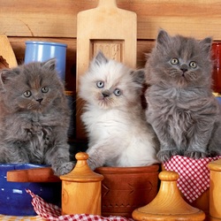 Пазл: Три котёнка