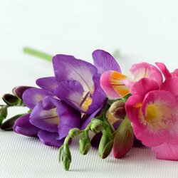 Пазл: Фрезия 