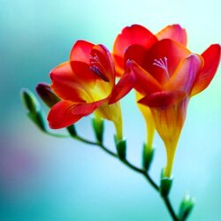 Пазл: Фрезия Макро 