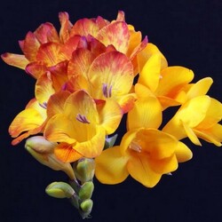 Пазл: Фрезия