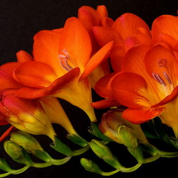 Пазл: Фрезия красная  махровая