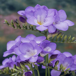 Пазл: Фрезия Сингл Блу