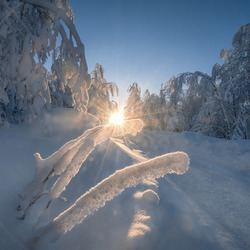 Пазл: Зимний свет