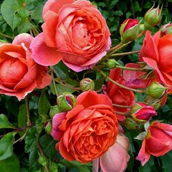 Пазл: Кустовая роза