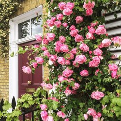 Пазл: Плетистая  роза