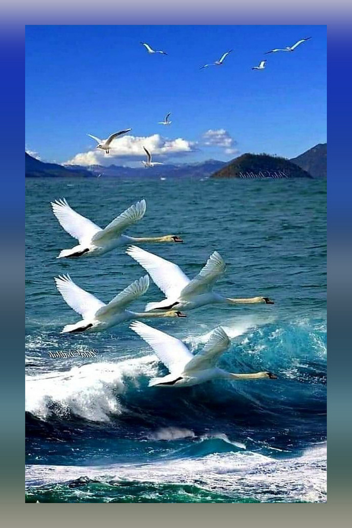 Пазл «Гуси-лебеди летят» из 216 элементов | Собрать онлайн пазл №263220