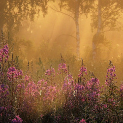 Пазл: Лучи утреннего солнца