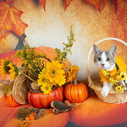 Пазл: Осенний котик