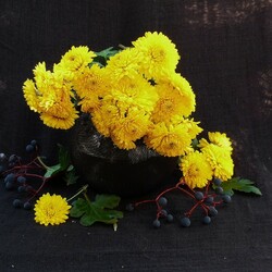 Пазл: Желтые хризантемы