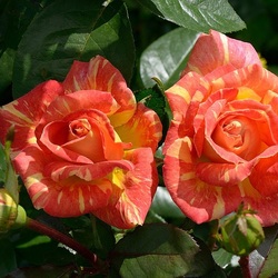 Пазл: Плетистая роза Моника