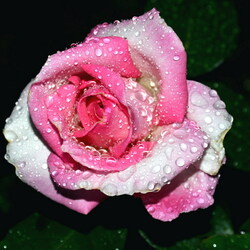 Пазл: После дождя 