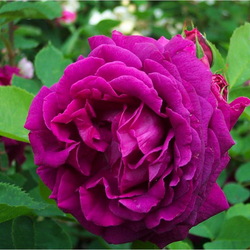 Пазл: Роза Биг Бэнг