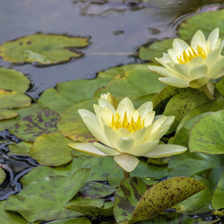 Пазл: Кувшинки