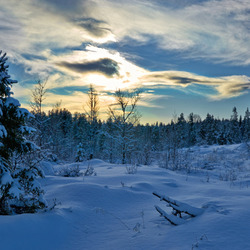 Пазл: Сугробы в лесу
